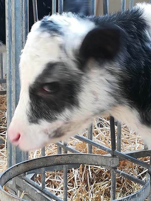 animaux de ferme pendant le confinement covid-19