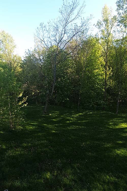 vue de la foret depuis le jardin